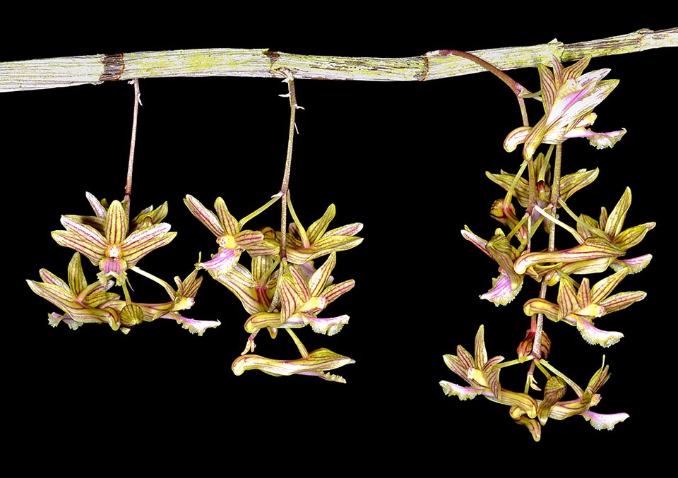 Various cultivars of Dendrobium floresianum exist. For the growth substratum can be utilized a well drained mix of sphagnum moss and of fir bark.
