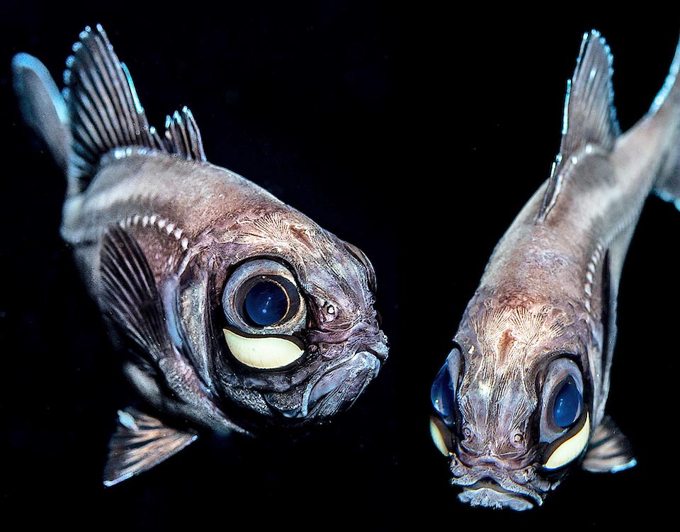 The scaleless black head has a short and blunt snout. To note the two showy nostrils and the sensorial channels between the eyes. The protractile mouth of Kryptophanaron alfredi opens downwards.