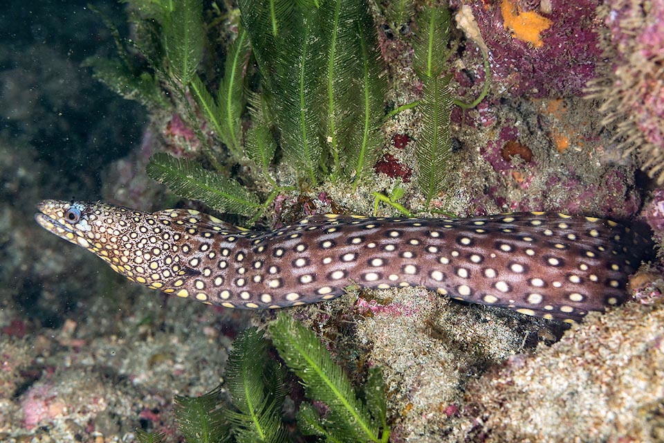 Muraena lentiginosa fréquente des milieux rocheux et madréporiques entre 5-25 m de profondeur. Elle se repose le jour dans un repaire et part chasser la nuit des poissons et des crustacés.