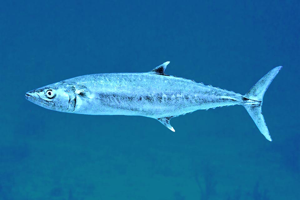 Scomberomorus cavalla se alimenta principalmente de peces que se desplazan en cardúmenes, pero también de pequeños meros, moluscos y crustáceos.