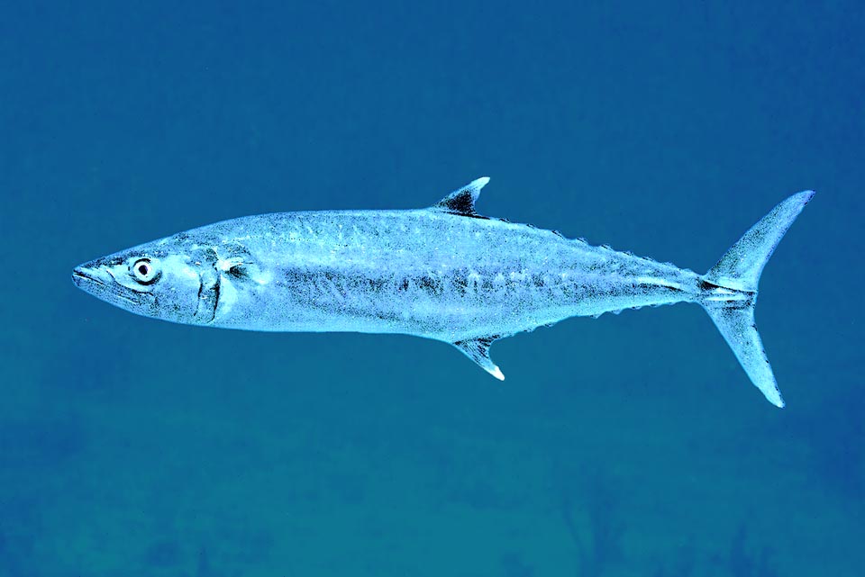 Scomberomorus cavalla chiefly feeds on the fishes moving in schools, but also on small groupers, mollusks and crustaceans.