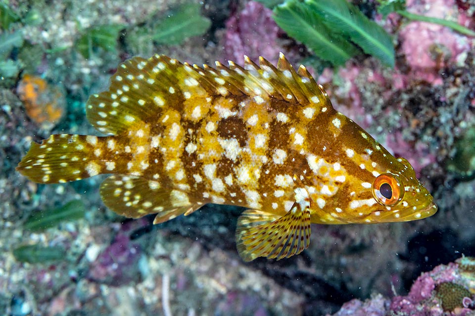 Here the bands remained but the livery is dominated by yellow. And the surprises of this tiny 18 cm grouper are not finished yet.