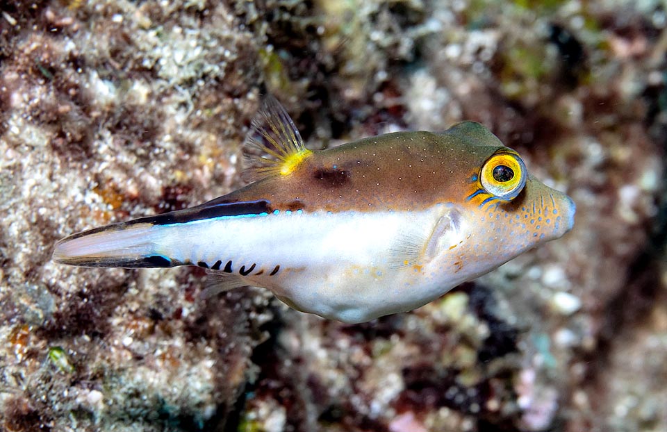 Questa è una femmina di Canthigaster rostrata, a giudicare dal ventre che pare colmo d’uova. Più piccola del maschio ha una livrea simile alla fase giovanile della specie.