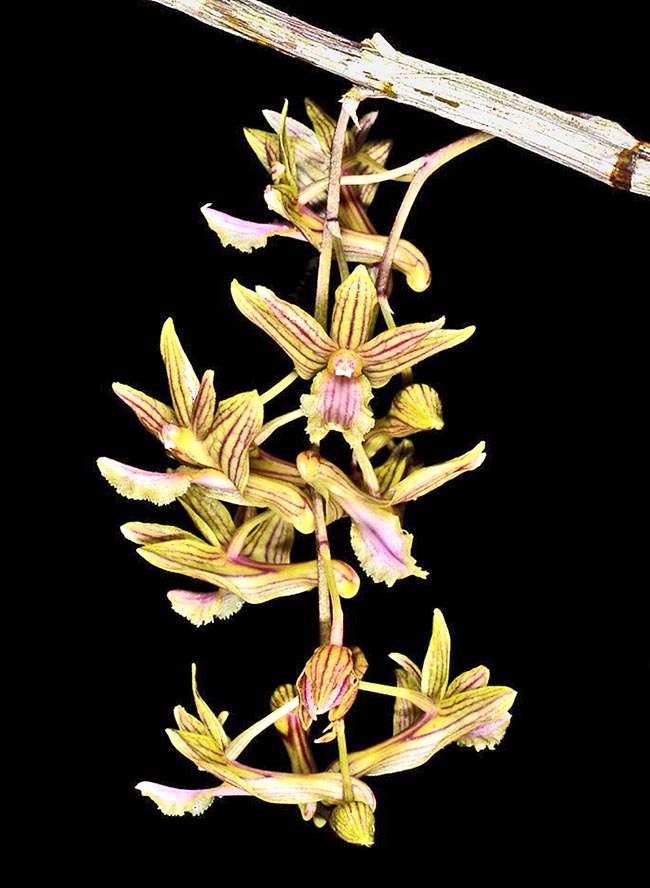 Cultivation of Dendrobium floresianum is easy, but the lovely inflorescence is not long-lasting.