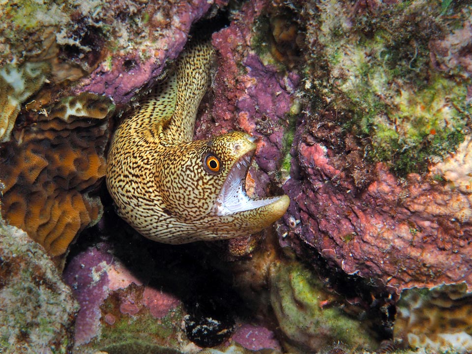 Only certain reference point is the inside part of the mouth of Gymnothorax miliaris that is always white.