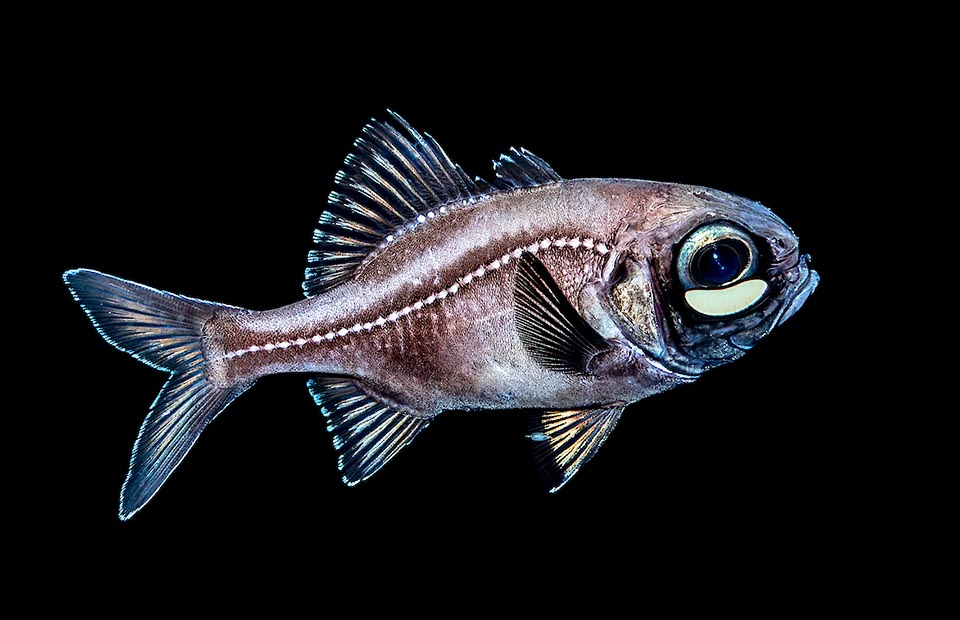 The lateral line, the base of the dorsal and of the anal fins of Kryptophanaron alfredi have white keeled scales that reflect the light, as happens for the edge of the fins.