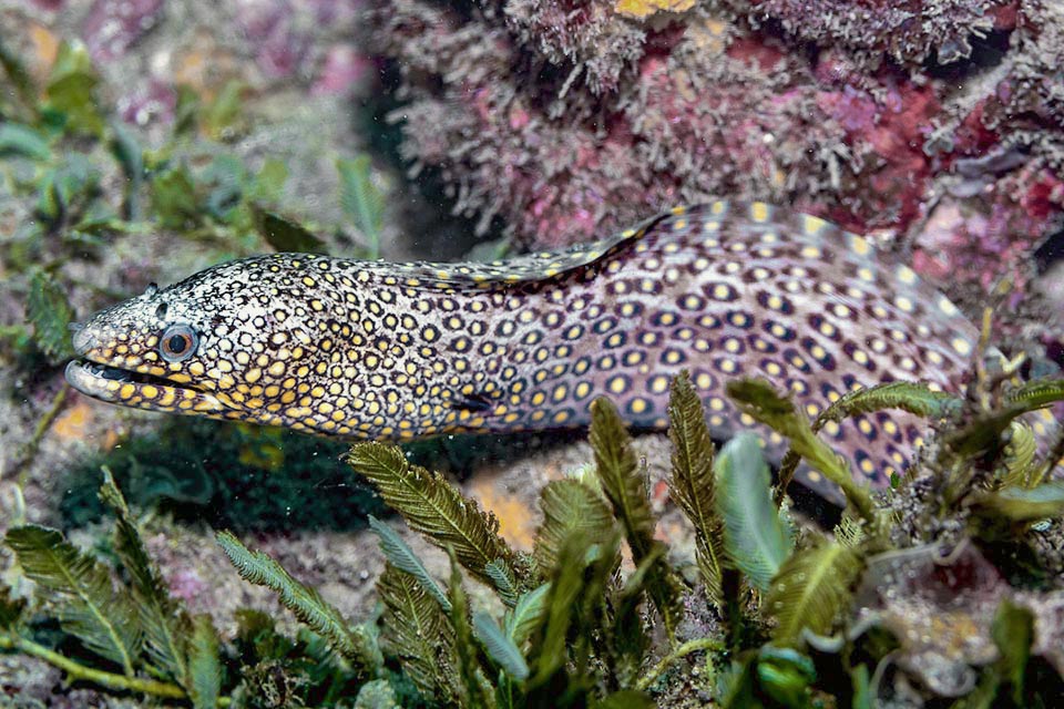 The gill orifice, from where goes out the air pushed by the mouth movement to oxygenate the gills, is hidden by a black dot on the neck.