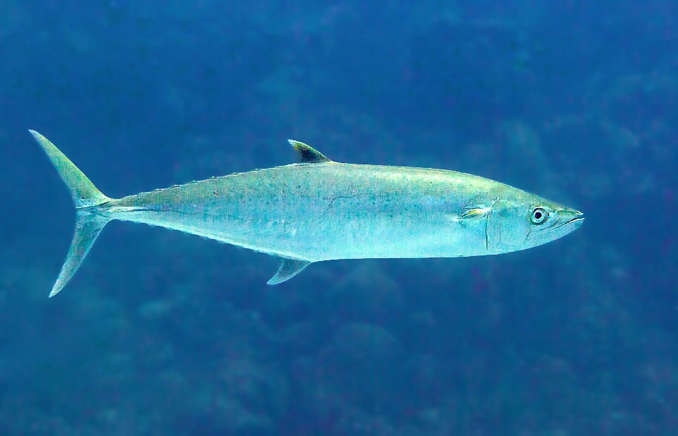 Scomberomorus cavalla es presa de delfines, atunes y tiburones, pero también de humanos, un codiciado trofeo para los pescadores deportivos.
