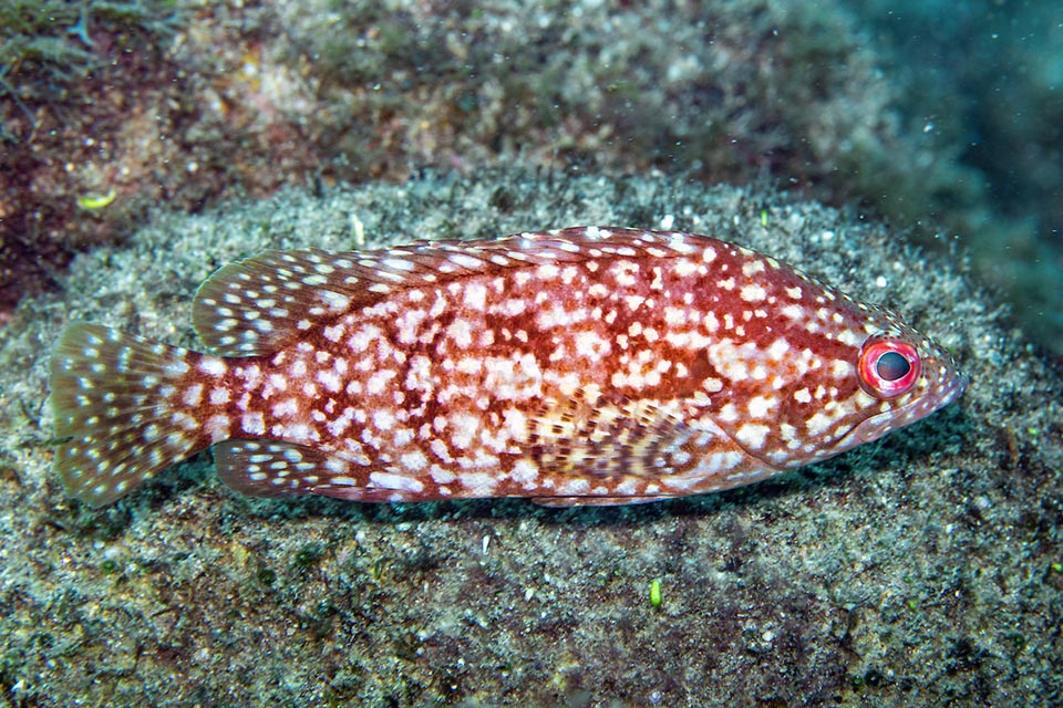 Las bandas oscuras de Alphestes immaculatus pueden faltar casi por completo. Así, sin ser visto por los depredadores, a veces caza, inmóvil, al acecho, en busca de peces y crustáceos que pasan.