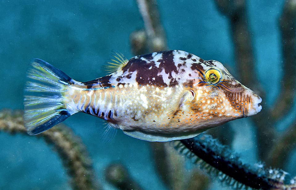 Questa è invece la tipica livrea screziata di sottomissione di Canthigaster rostrata, assunta da chi deve attraversare rapidamente il territorio altrui.