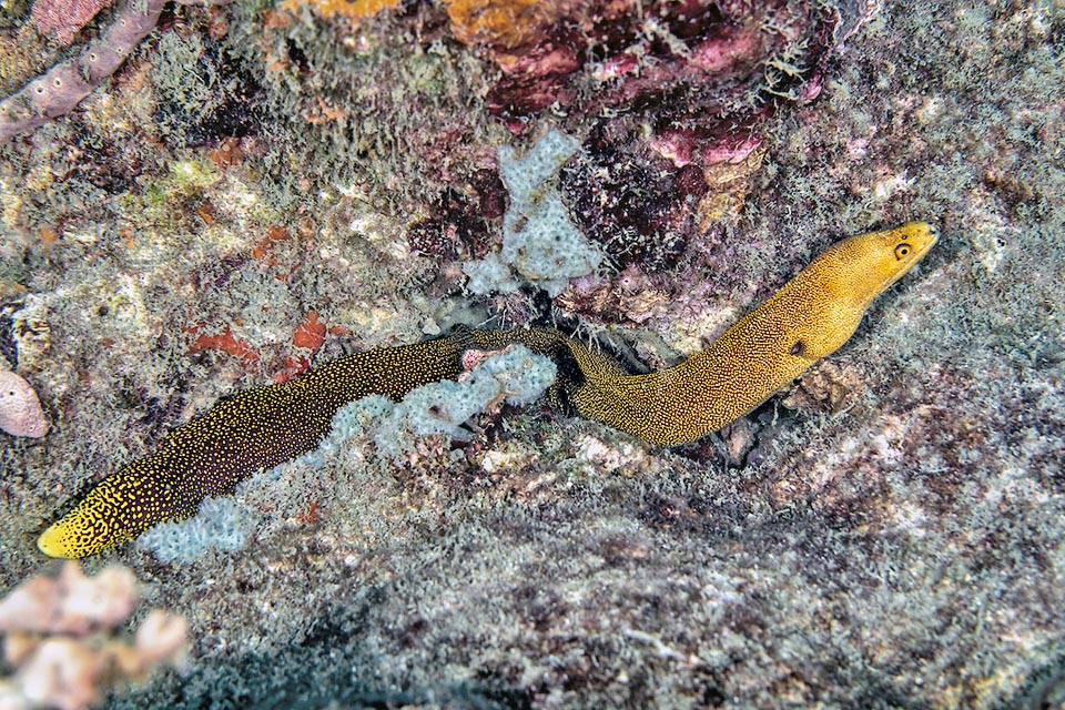 Autre caractéristique de Gymnothorax miliaris : la pointe de la queue qui est d'un jaune plus ou moins vif selon les nombreuses variantes de couleur.