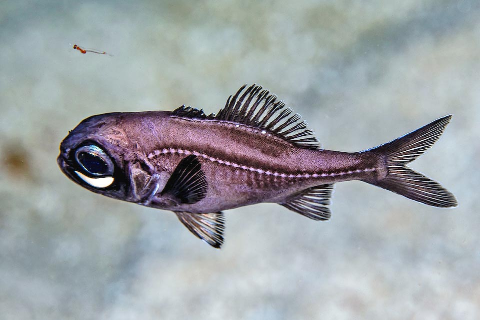 In the dark moonless nights, Kryptophanaron alfredi can go up to about 20-25 m chasing the zooplankton it feeds on, chiefly microscopic shrimps as that visible here close to the head