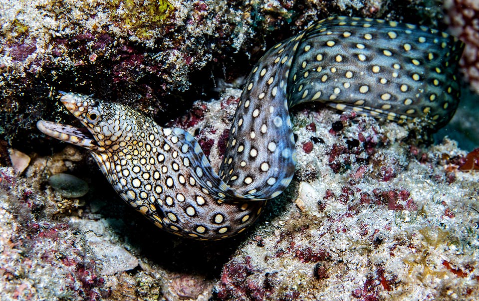 The head of Muraena lentiginosa is very compressed laterally with pointed jaws and swims, like all morays, with undulatory movements of the body.