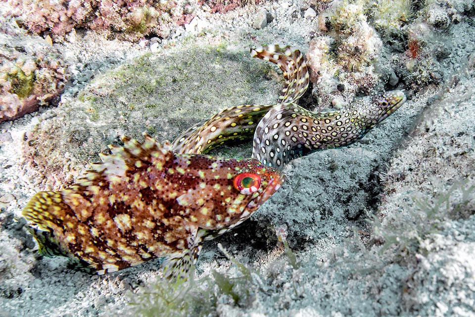 A menudo caza junto con Muraena lentiginosa, que expulsa a los peces pequeños. Un hermoso entendimiento, sin embargo, a veces perturbado por Serranus psittacinus que les roba el botín. En cambio es bienvenido Mycteroperca rosácea, un mero de un metro de largo que ayuda a ahuyentar a las presas y ataca sólo a los peces más grandes.