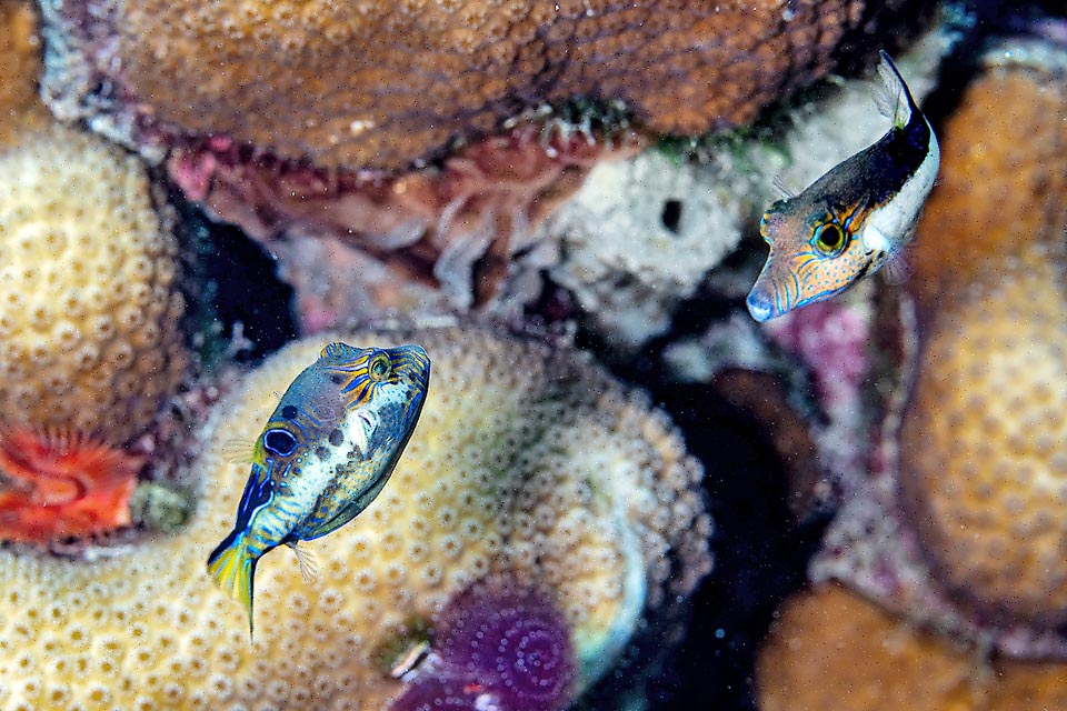 Sans cela, c'est un combat, comme le montrent ces deux mâles de Canthigaster rostrata qui se regardent de travers.