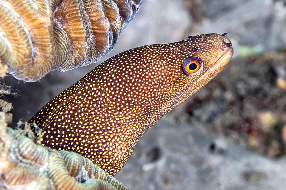 La vue de Gymnothorax miliaris est médiocre mais son odorant excellent. On voit ici les 2 narines antérieures et les 2 postérieures à la hauteur des yeux.