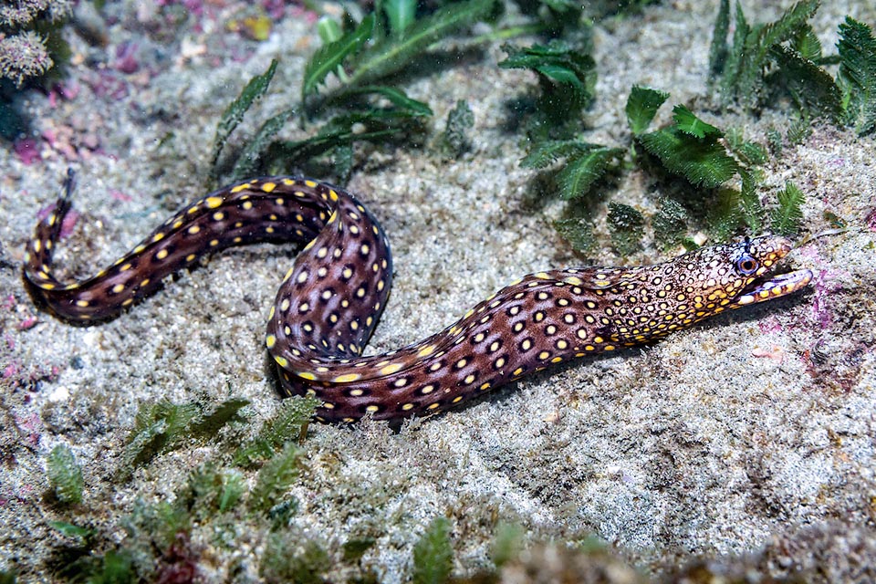 The livery background colour of Muraena lentiginosa, usually brown, can be also bluish grey or reddish brown like in this instance.