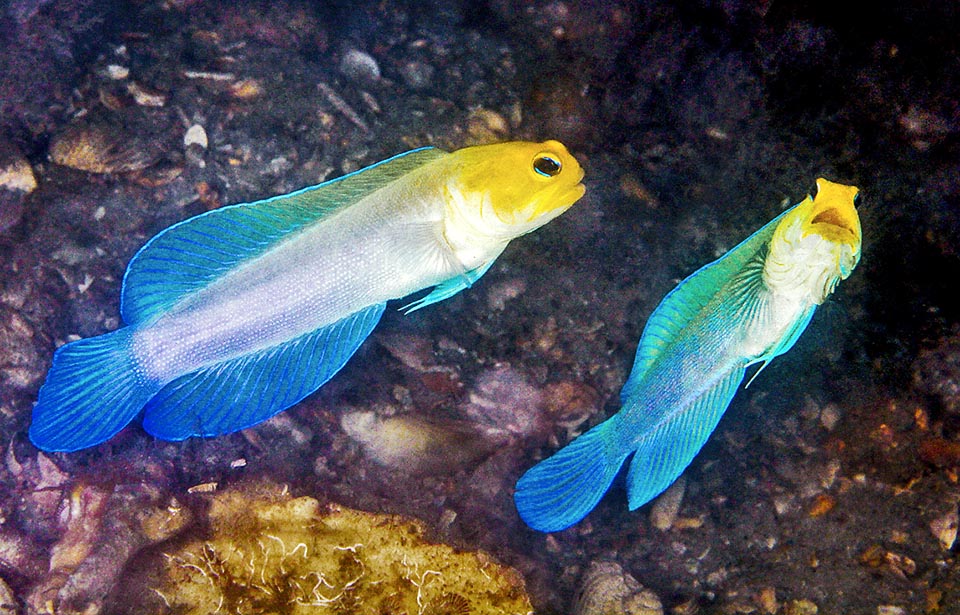 Un couple. Opistognathus aurifrons vit en général dans de petites colonies et sa compagne est souvent celle de la porte à côté.