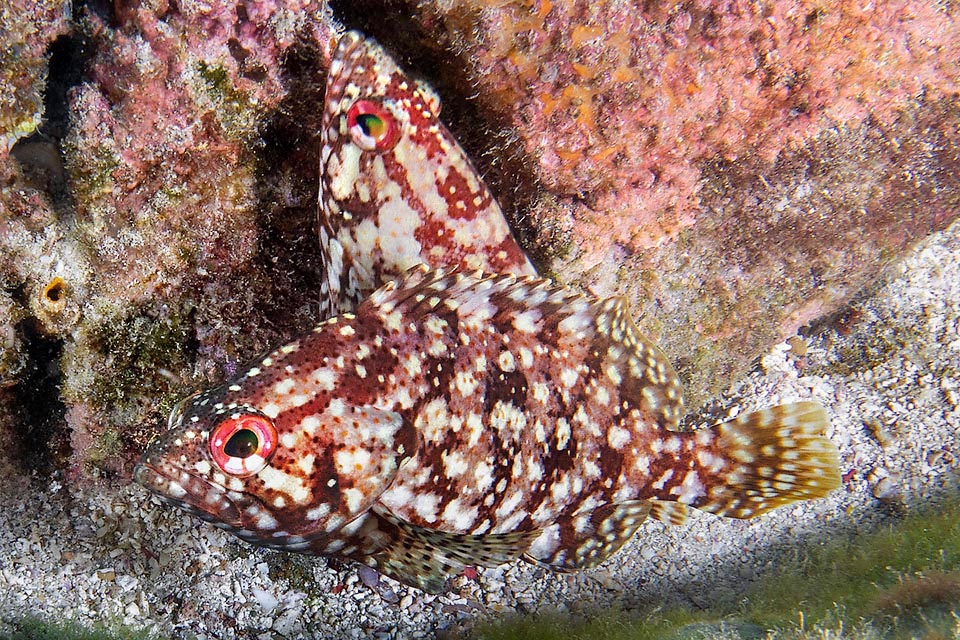 Una pareja de Alphestes immaculatus. Poco se sabe sobre la reproducción de esta especie, que alcanza la madurez sexual a los 12-13 cm. Sin embargo, los huevos y las larvas son pelágicos.