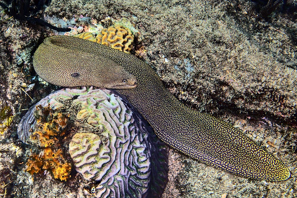 Like in all morays there are no pectoral fins and the others have merged to form one long cutaneous crest used for an undulated swimming.