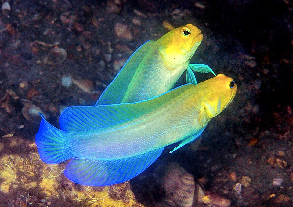 To court her the male often swims with wide open mouth in curved position with the fins stretched towards the partner.