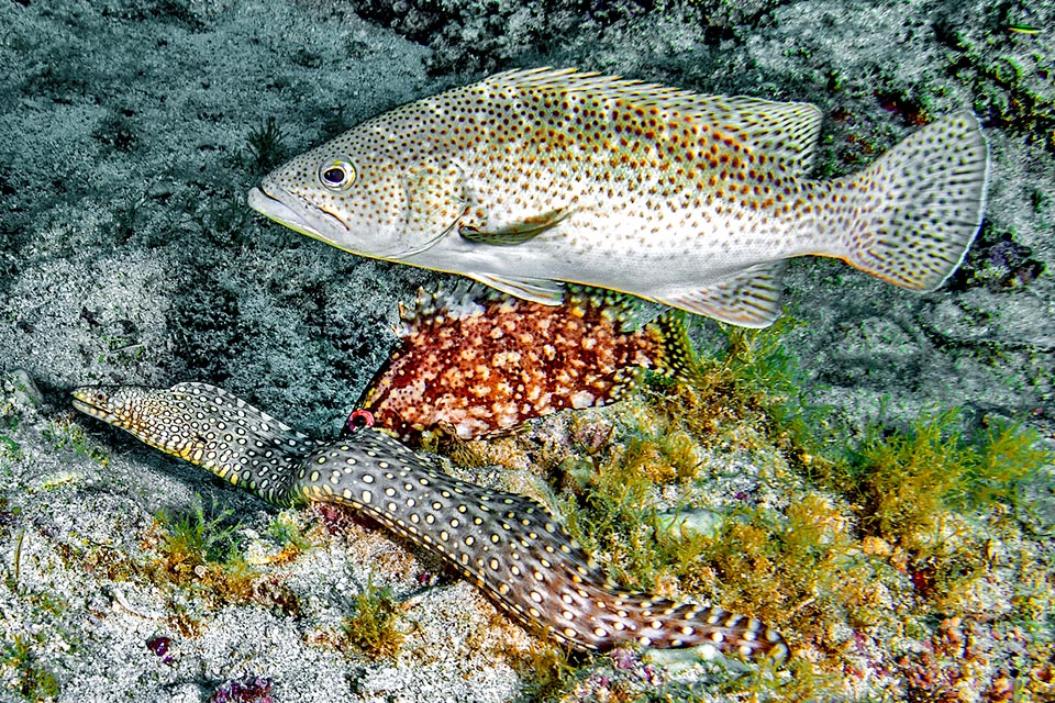 Muraena lentiginosa hunts often sided by groupers. Here it shares the loot with Mycteroperca rosacea and Alphestes immaculatus.