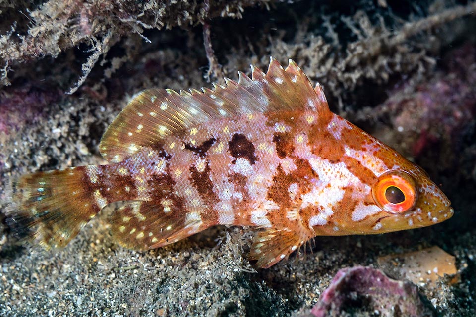 Un giovane. La livrea, semplificata, è già simile a quella degli adulti. Alphestes immaculatus raggiunge i 9 anni d’età e non è una specie in pericolo.