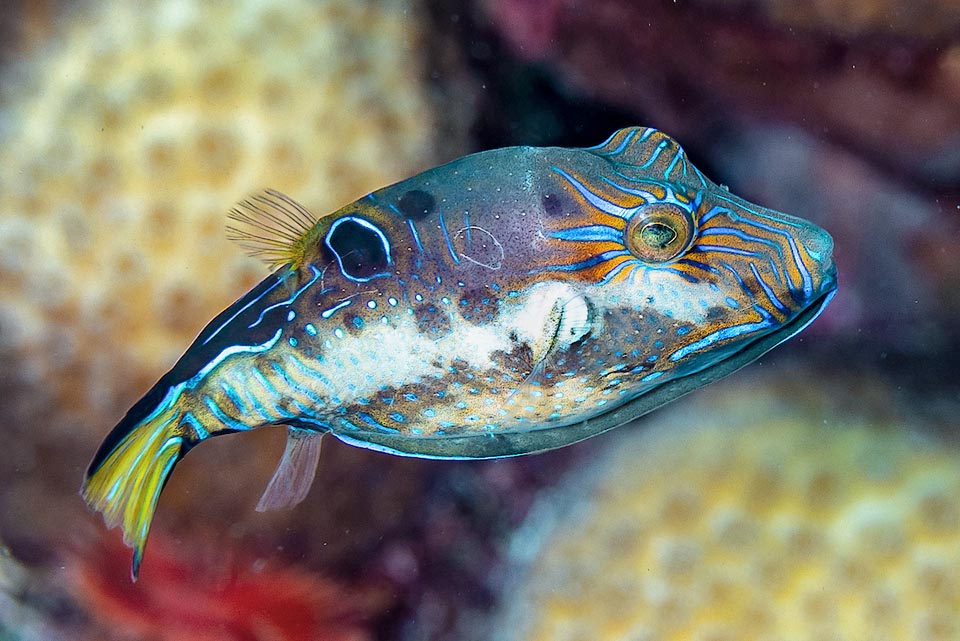 Questo maschio di Canthigaster rostrata porta due cicatrici sul dorso. Una accanto alla pinna dorsale e l’altra, più evidente, fra questa e l’occhio.