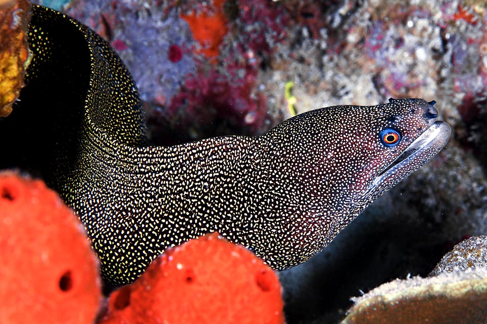 Questa è la livrea scura più diffusa di Gymnothorax miliaris. Il colore di fondo va dal grigio al rossiccio con puntini bianchi o giallastri.