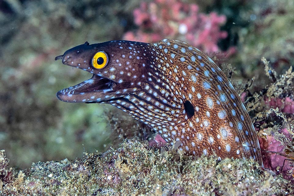 Juveniles of Muraena lentiginosa, with bright yellow eyes, have a dark livery, especially on the head adorned by light blue spots, bigger and paler on the rest of the body.
