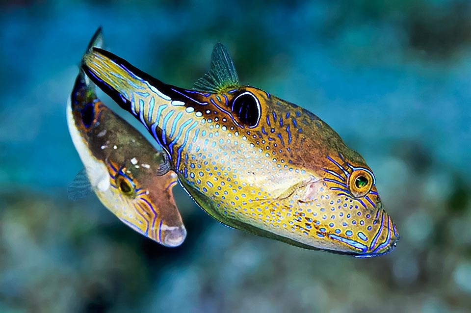 Un couple de Canthigaster rostrata. Le mâle, en plus de défendre les frontières de son royaume, rend tous les jours visite à son harem pour voir s'il y a des femelles prêtes à pondre.