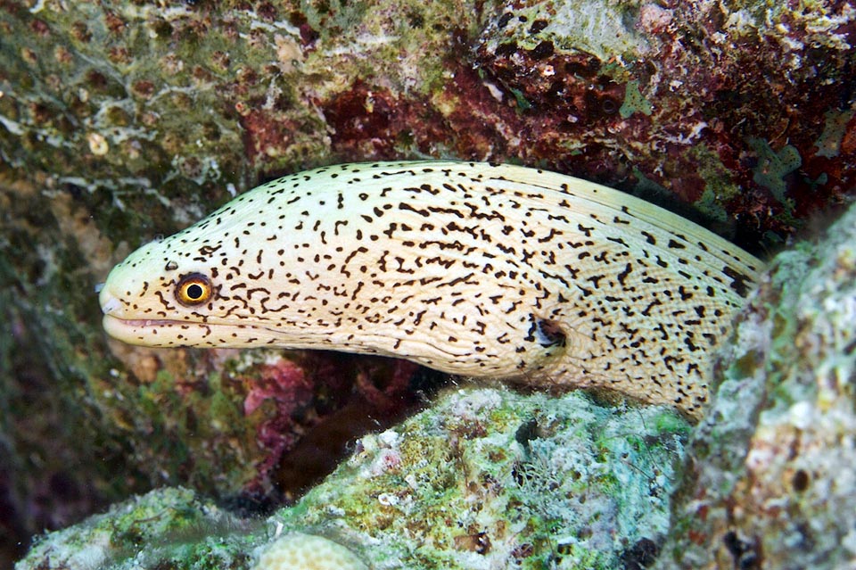 Ici par contre on a la livrée inverse de Gymnothorax miliaris, claire avec des points foncés qui s'unissent parfois en formant des tirets.