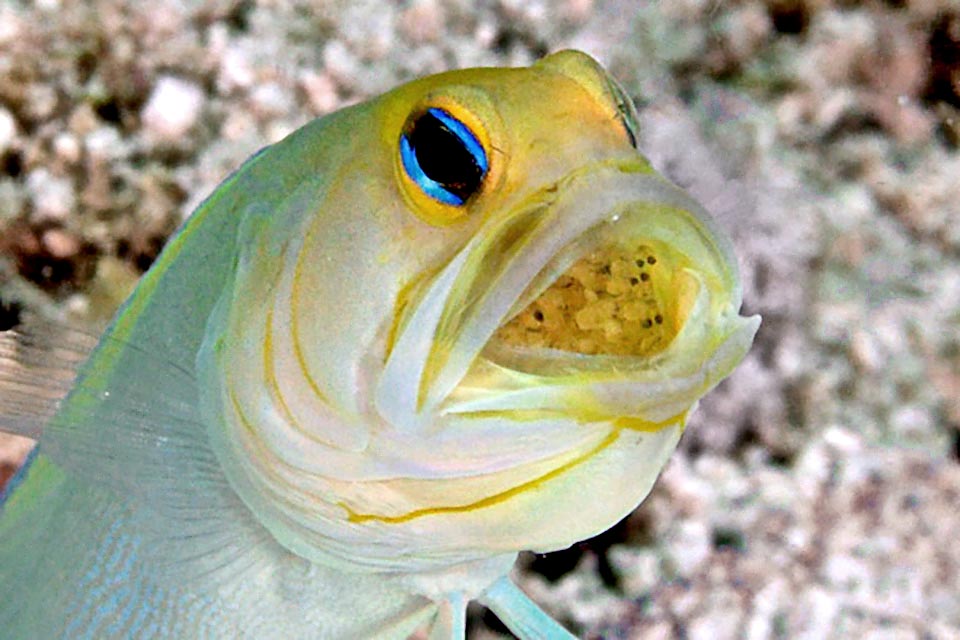 Au début les oeufs de Opistognathus aurifrons sont jaunes puis orange foncé. Collés ils forment une boule que le mâle crache, rattrape au vol et secoue régulièrement pour une bonne oxygénation.