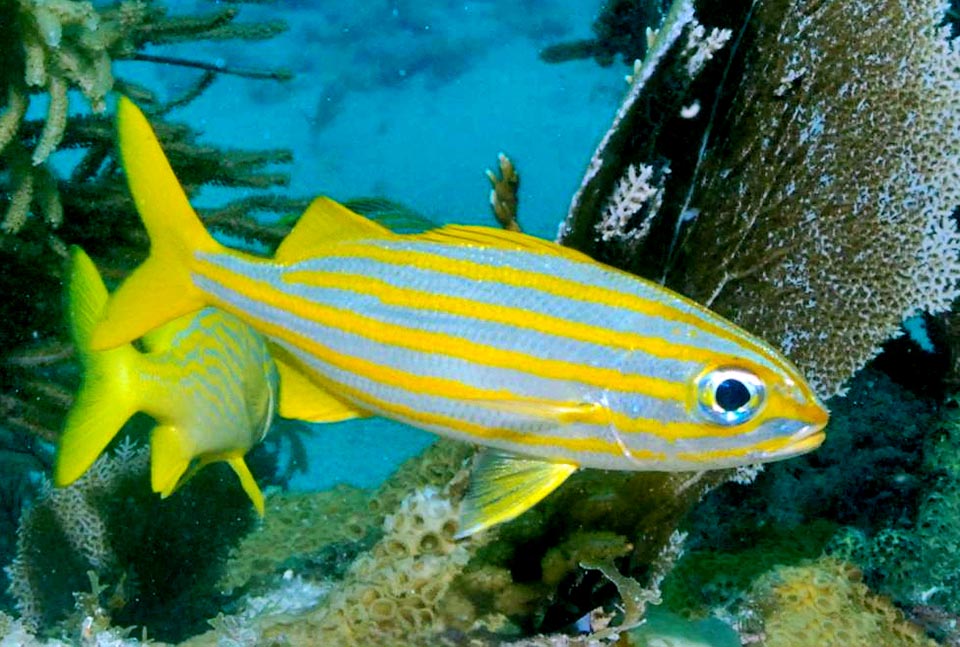 At times mixed with other species of Haemulidae, Brachtgenys chrysargyreum is very common in west Atlantic, from south of Florida to the Antilles and Brazil.