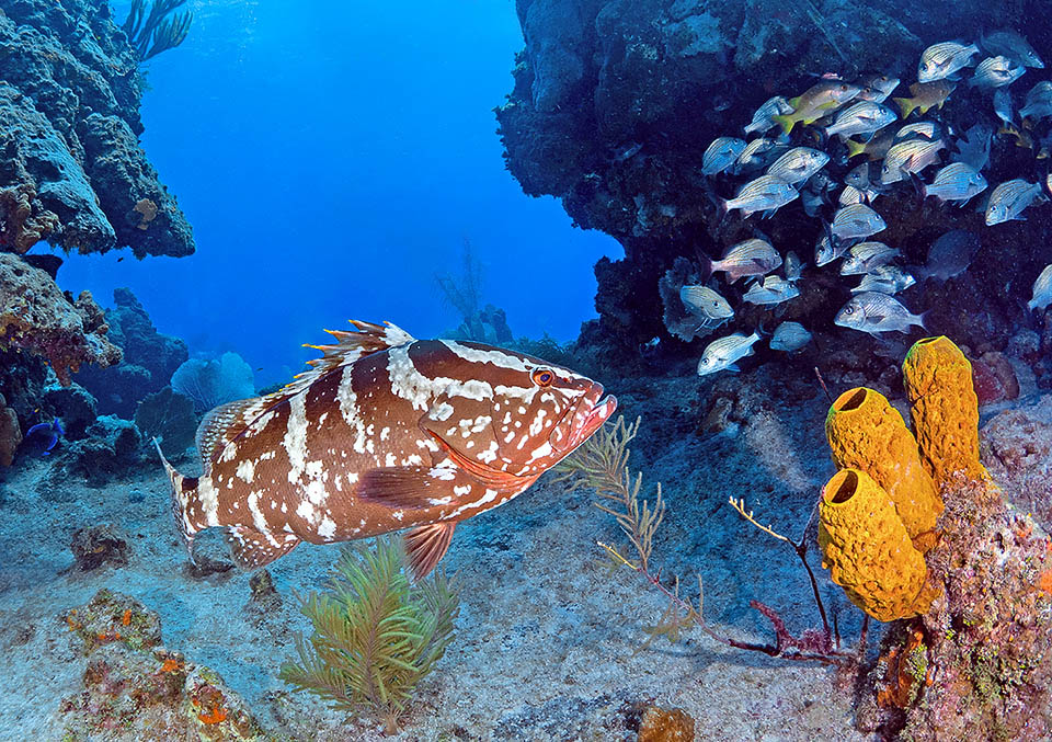 Pescata per anni senza scrupoli nei suoi raduni riproduttivi la Cernia di Nassau (Epinephelus striatus) figura oggi “Vulnerable” nella Lista Rossa IUCN delle specie in pericolo.