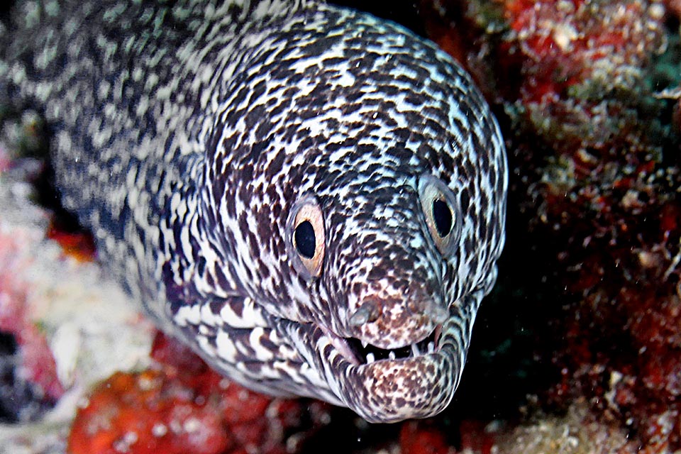 The Spotted moray (Gymnothorax moringa) lives along the tropical coasts of west Atlantic up to St. Helena and Ascension Islands.
