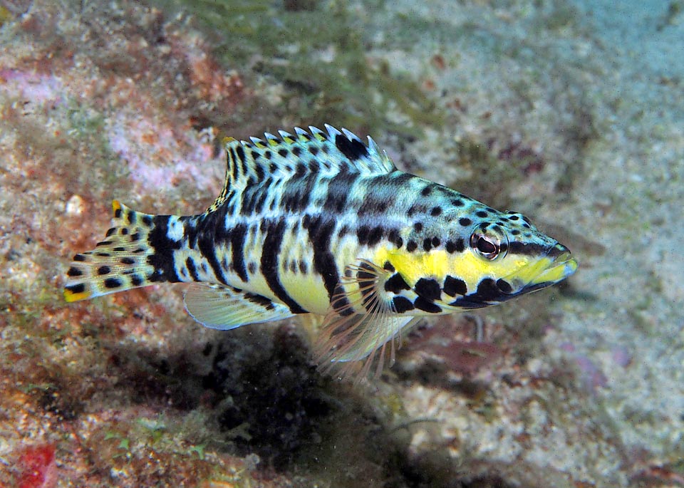 About 10 cm long, Serranus tigrinus is a mini Caribbean grouper present in west Atlantic from the Bermudas and south of Florida up to Trinidad and Tobago and Venezuela.