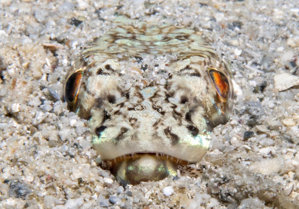 Synodus intermedius est un poisson-lézard de l'Atlantique tropical qui se protège des prédateurs et tend des embuscades enfoui dans le sable.