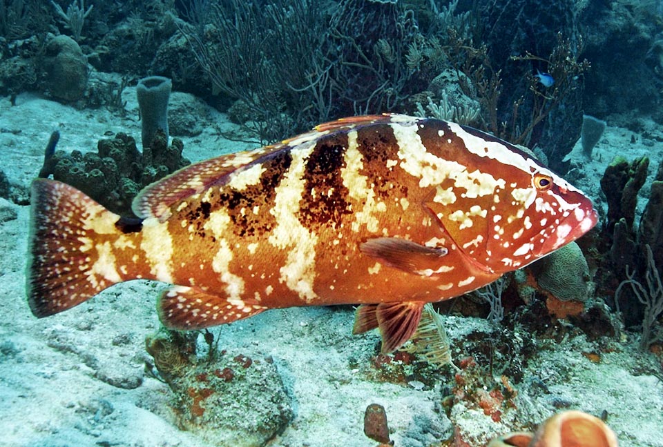 La livrea di quelli che si muovono sul fondo è generalmente più scura con tonalità spesso rosse o rosso arancio.