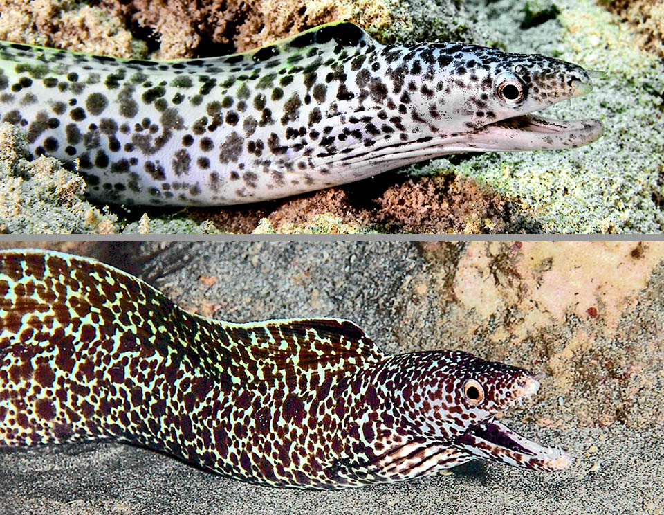 On top, a juvenile with the skin crest growing while below the livery is now the adult one. Gymnothorax moringa can live 23 years and is not an endangered species.