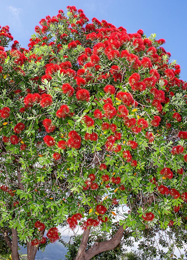 Chez les plantes cultivées de l'hémisphère Nord la floraison a lieu de mai à août.
