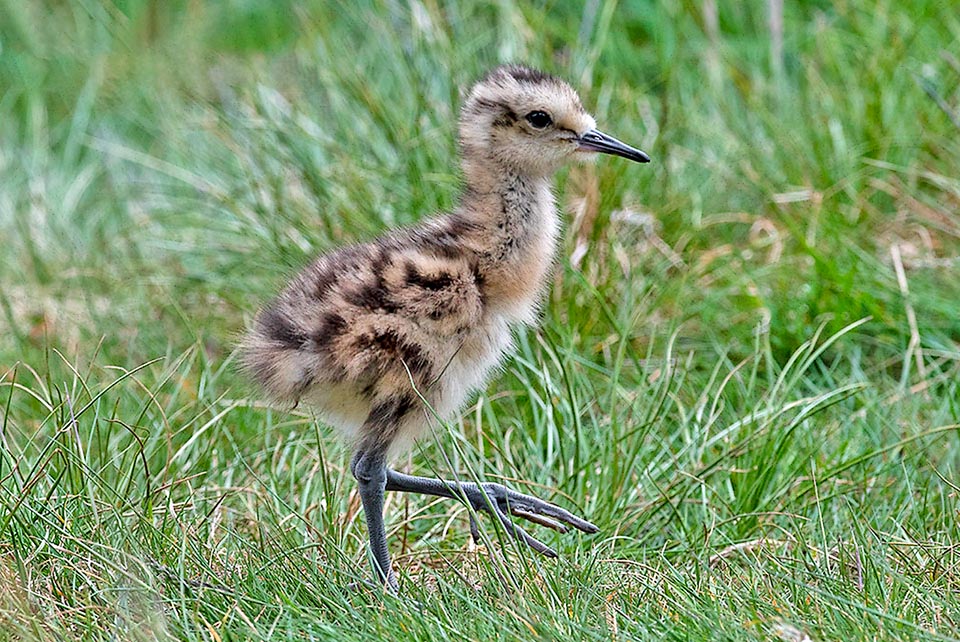 They are already self-sufficient in feeding but are cared for long time by parents until when they are able to fly.