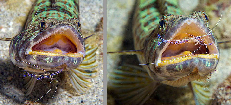 After the meal Synodus intermedius needs often to clean up its teeth and of this takes care Ancylomenes pedersoni, small blue shrimp who removes also the parasites.