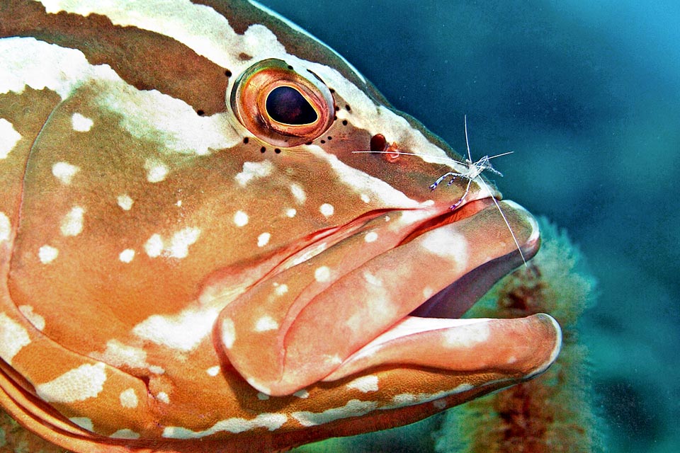 Qui Epinephelus striatus è con un piccolo gamberetto, Ancylomenes pedersoni, che rimuove i parassiti della pelle. Da notare anche i caratteristici puntini neri sempre presenti intorno agli occhi.