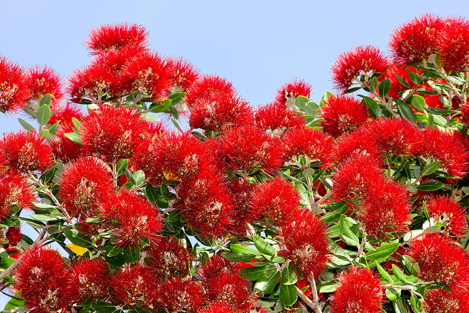 Les inflorescences composées de Metrosideros excelsa, formées de plusieurs inflorescences insérées sur l'axe principal et aux pédoncules robustes et duveteux, contiennent en moyenne 14 ou 15 fleurs.