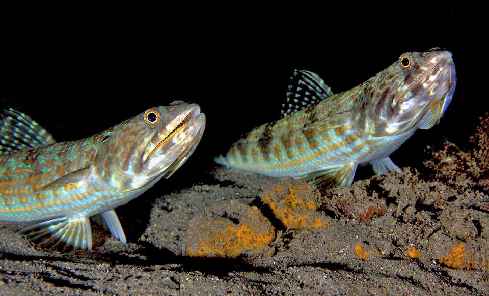 Reproduction of Synodus intermedius is poorly known, apart from the fact that the eggs are fecundated on the seabeds and abandoned to their fate.