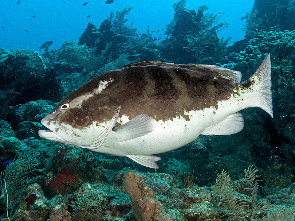 Epinephelus striatus percorre anche 250 km per formare assembramenti di poche settimane in noti siti di deposizione, come ad esempio d’inverno a Glover’s Reef al largo della costa del Belize dove un tempo si contavano anche 30.000 individui. Per l’occasione sfodera, oltre alla normale, una livrea bianca, una scura ed una bicolore come questa.