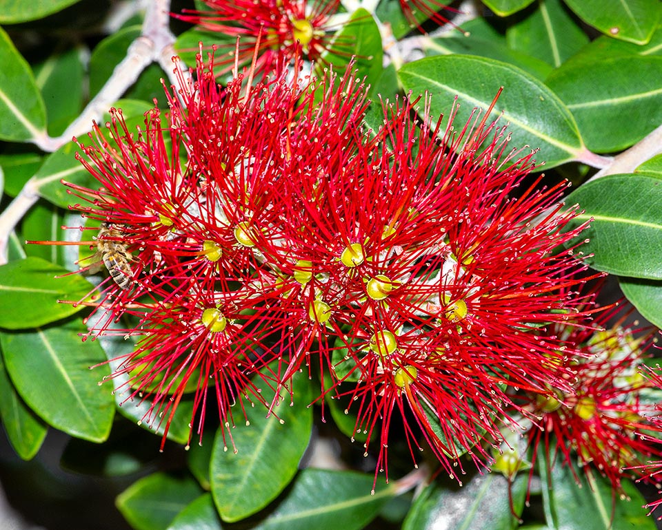 Les fleurs de Metrosideros excelsa sont hermaphrodites et ont un involucre floral conique appelé hypanthium. Parmi les pollinisateurs introduits en Nouvelle-Zélande pour leur miel excellent il y a souvent les abeilles.
