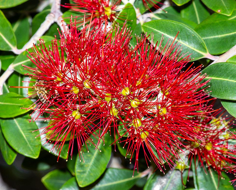 Flowers of Metrosideros excelsa are hermaphrodite with conical flower involucre called hypanthium. Among pollinators, introduced in New Zealand for the excellent honey, often stand bees.