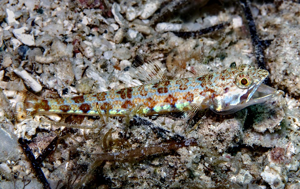 Juvenile of Synodus intermedius. We glimpse, simplified, the livery of the adults with the characteristic rhomboid drawings and the golden forming lines, already showing the grit of its ravenous parents.